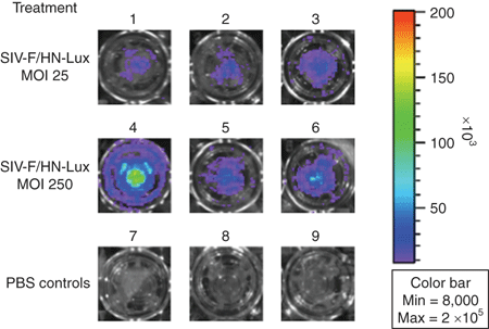 Transduction of human air&ndash;liquid interface (ALIs) cultures with F/HN-SIV-lux.